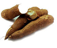 tubercule de manioc cassava mandioca