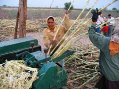 industrie production de sucre canne brut