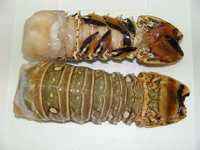 queue de langouste ou langouste entiere